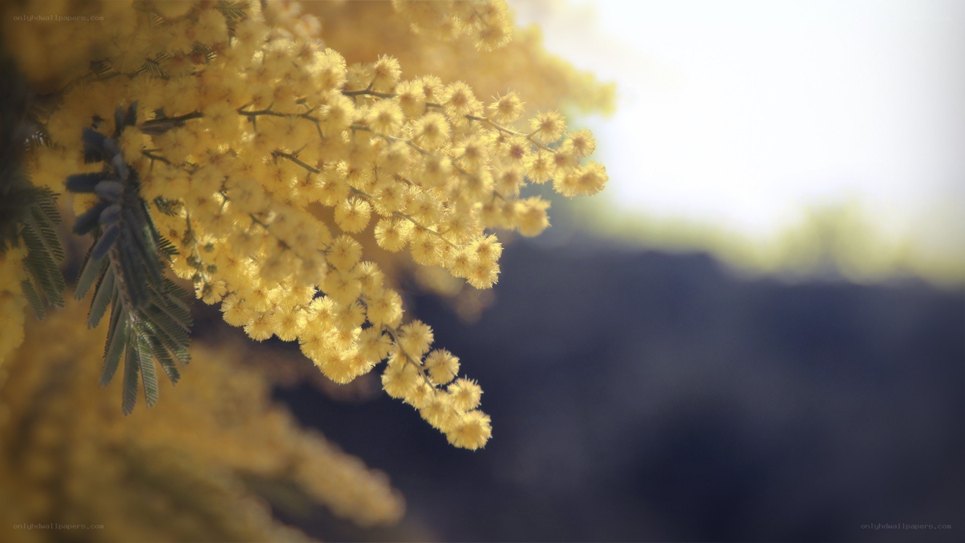 Yellow mimosa flowers in bloom