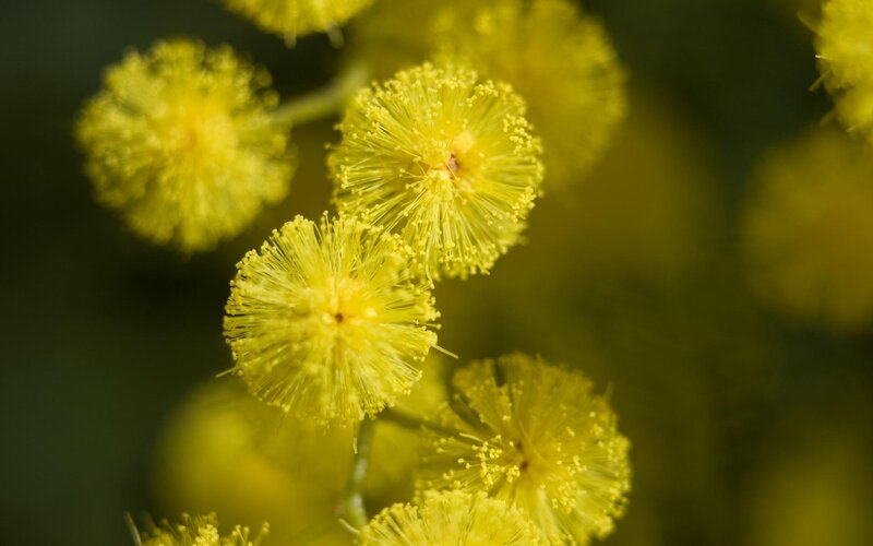 Yellow mimosa flowers in bloom