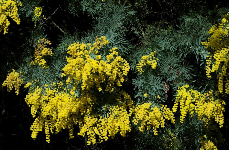 Yellow Mimosa Flowers — Natural