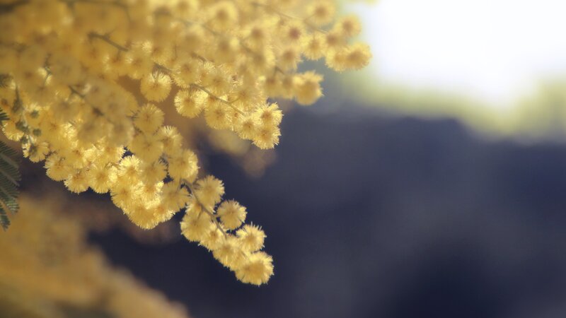 Yellow Mimosa Flowers — Serene, Afternoon, Photograph, Branch