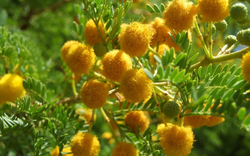 Yellow Mimosa Flowers — Serene, Afternoon, Photograph, Green Leaves