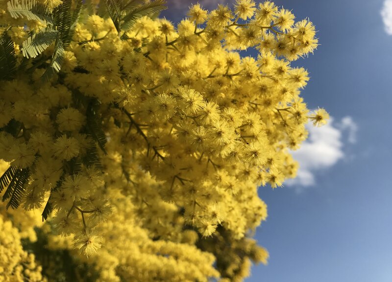 Yellow Mimosa Flowers — Serene, Afternoon, Photograph, Sky