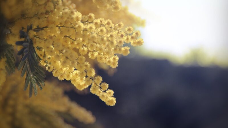 Yellow Mimosa Flowers — Serene, Afternoon, Photograph