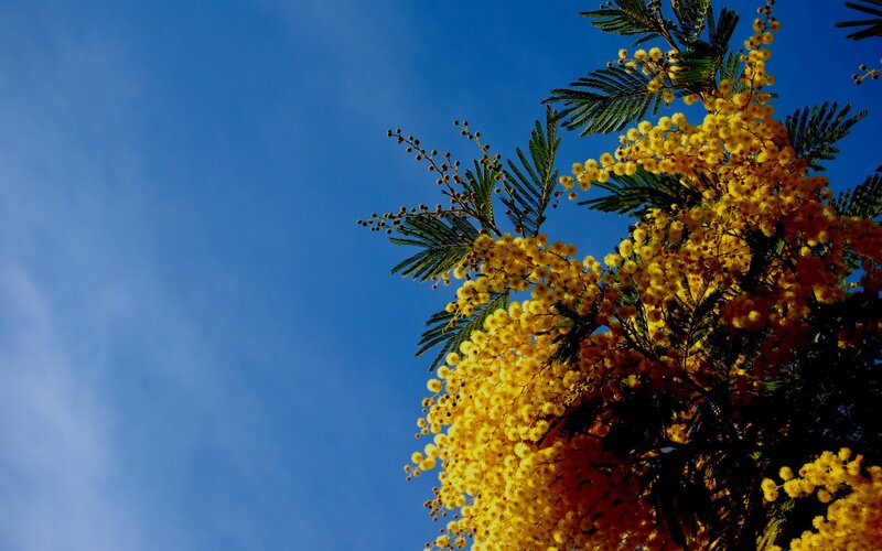 Yellow Mimosa Flowers — Serene, Afternoon