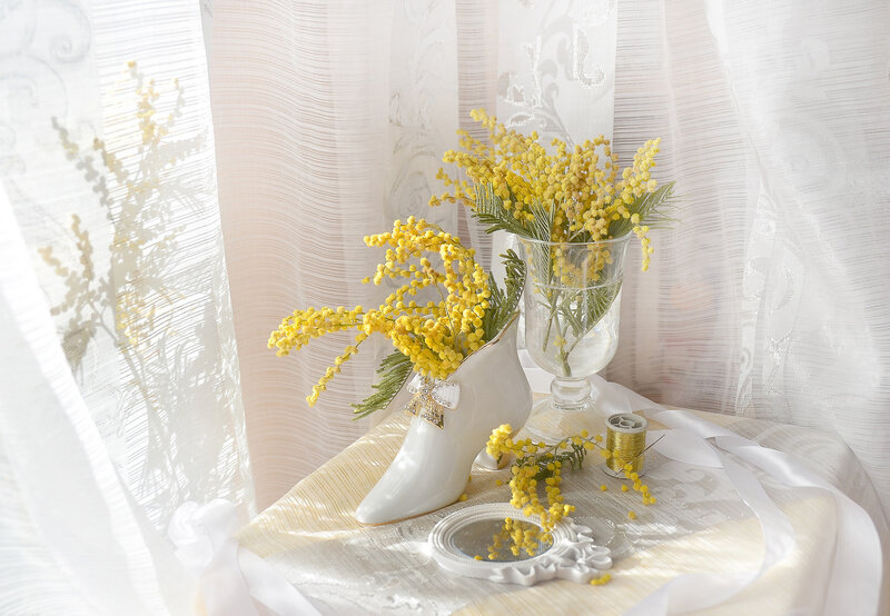 Yellow Mimosa Flowers — Serene, Morning