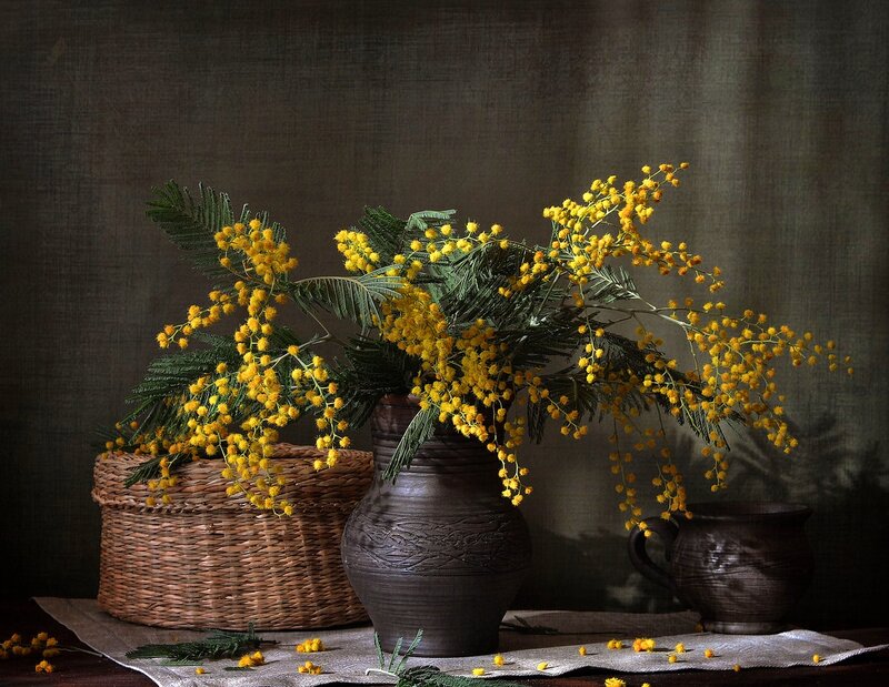 Yellow Mimosa Flowers — Serene, Photograph