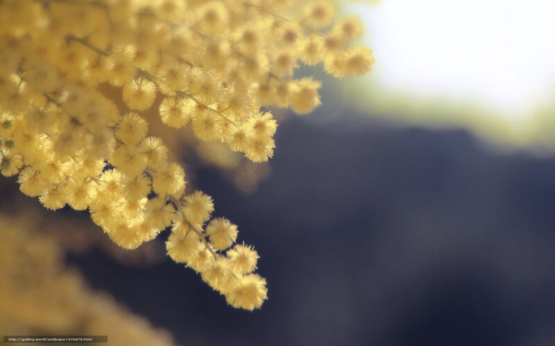 Yellow Mimosa Flowers — Serene, Spring, Photograph, Branches