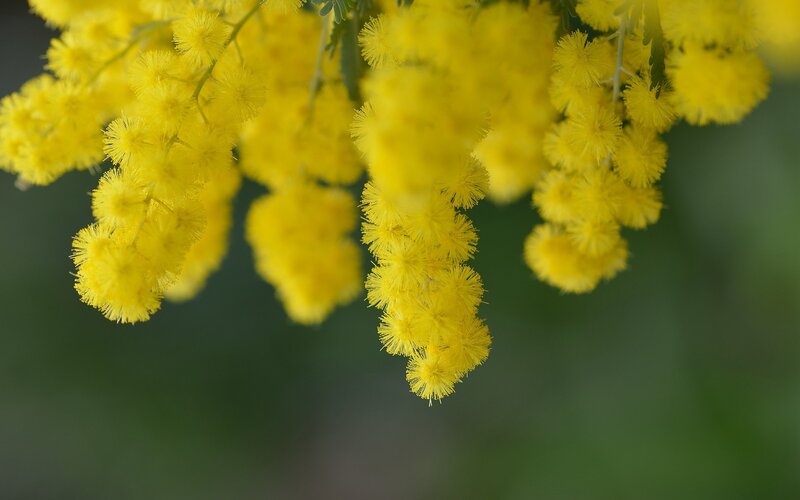 Yellow Mimosa Flowers — Serene, Spring, Photograph, Bushes
