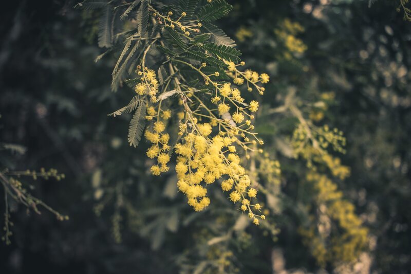 Yellow Mimosa Flowers — Serene, Spring, Photograph, Leaves, Branch