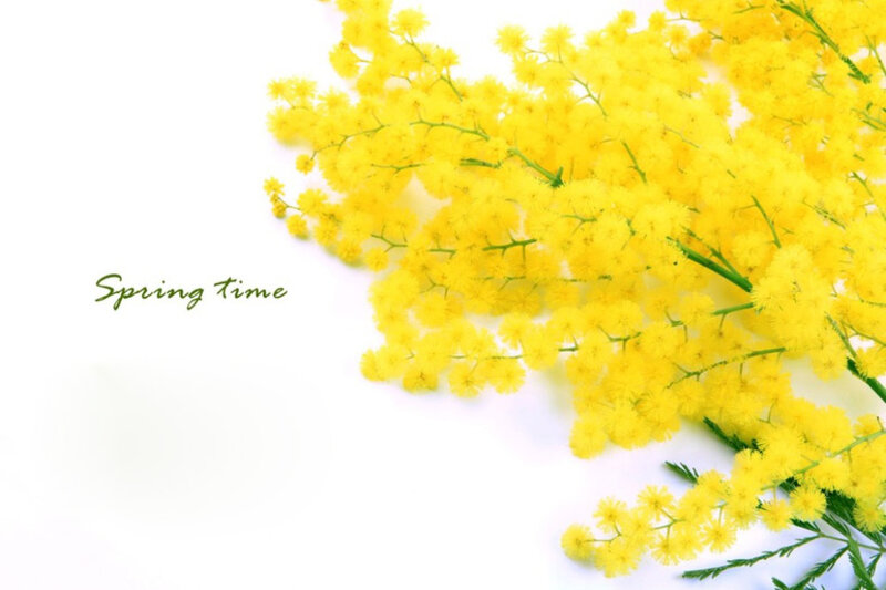 Yellow Mimosa Flowers — Serene, Spring, Photograph, Text