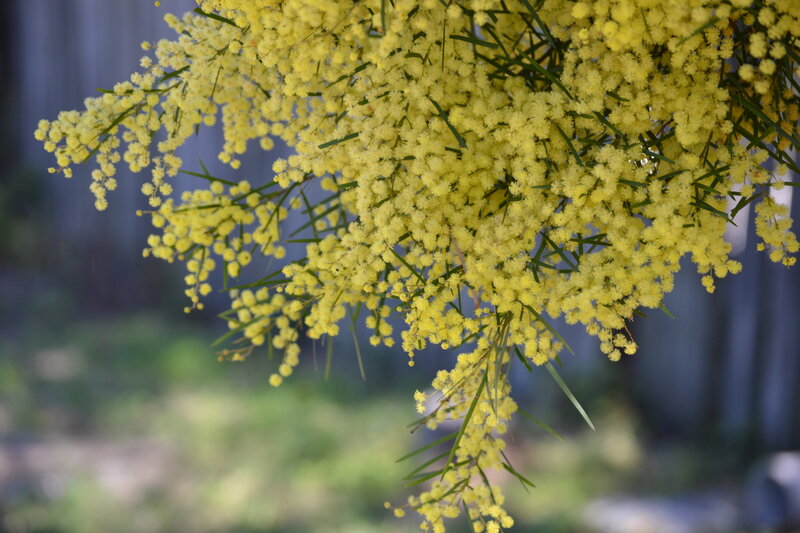 Yellow Mimosa Flowers — Serene, Spring, Photograph