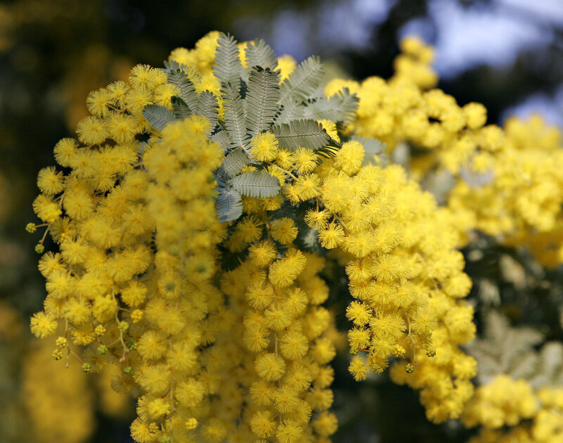 Yellow Mimosa Flowers — Serene, Spring