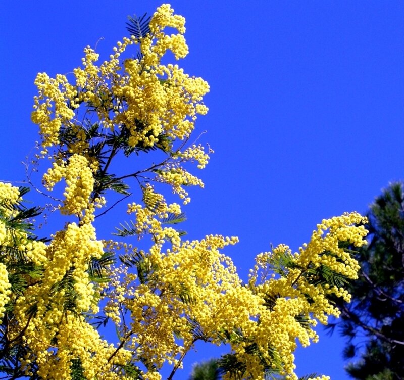 Yellow Mimosa Flowers — Serene