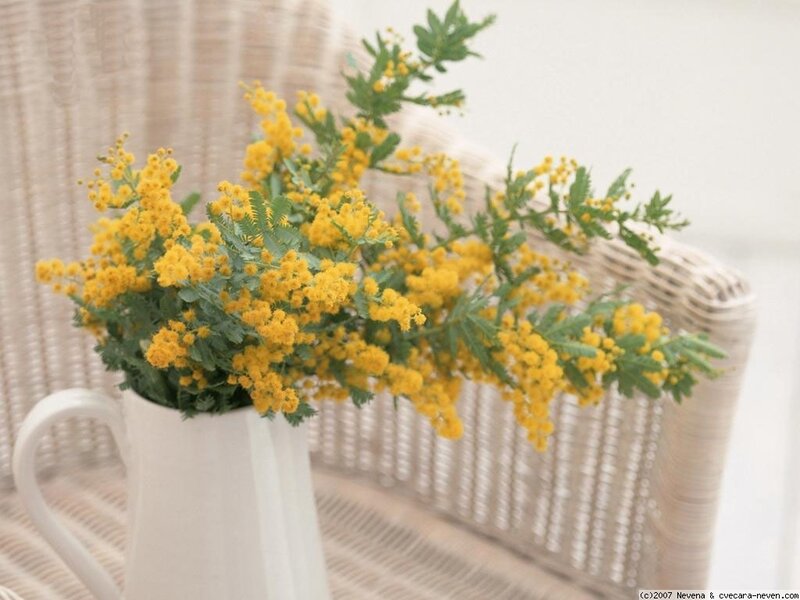 Yellow Mimosa Flowers