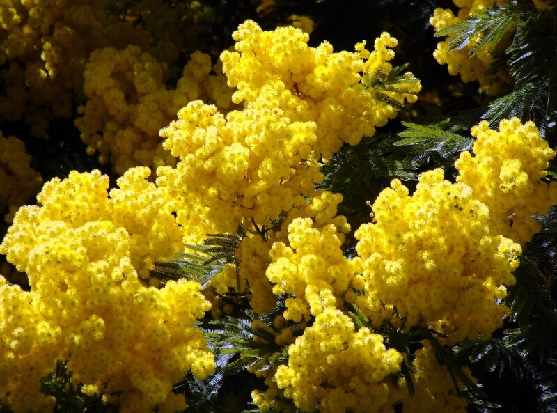 Yellow Mimosa Flowers — Vibrant, Afternoon