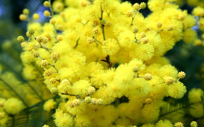 Yellow Mimosa Flowers — Vibrant, Spring, Photograph, Buds