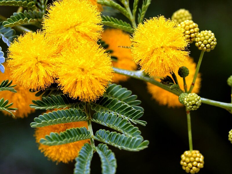 Yellow Mimosa Flowers — Vibrant, Spring, Photograph, Green Leaves