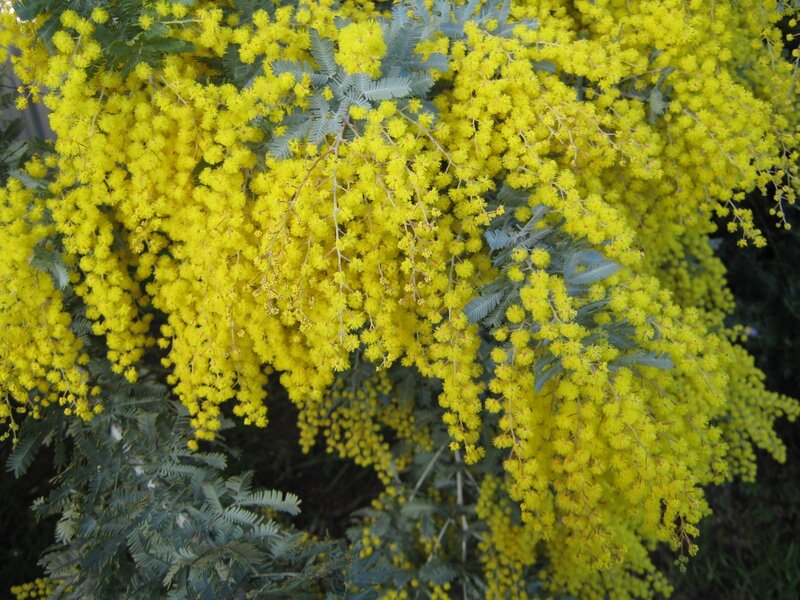 Yellow Mimosa Flowers — Vibrant, Spring