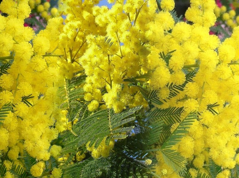 Yellow Mimosa Flowers — Vibrant