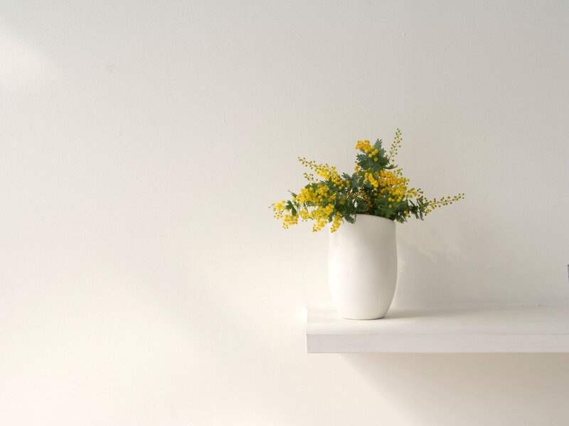 Yellow Mimosa Flowers — White, Serene