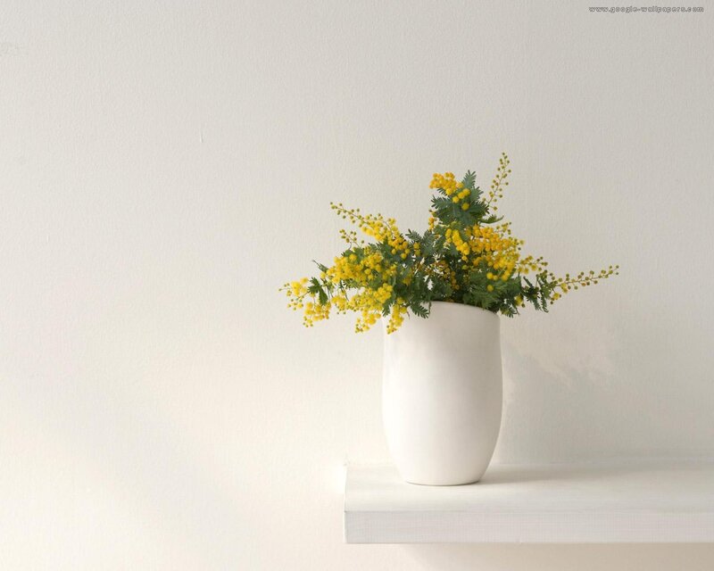 Yellow Mimosa Flowers — White