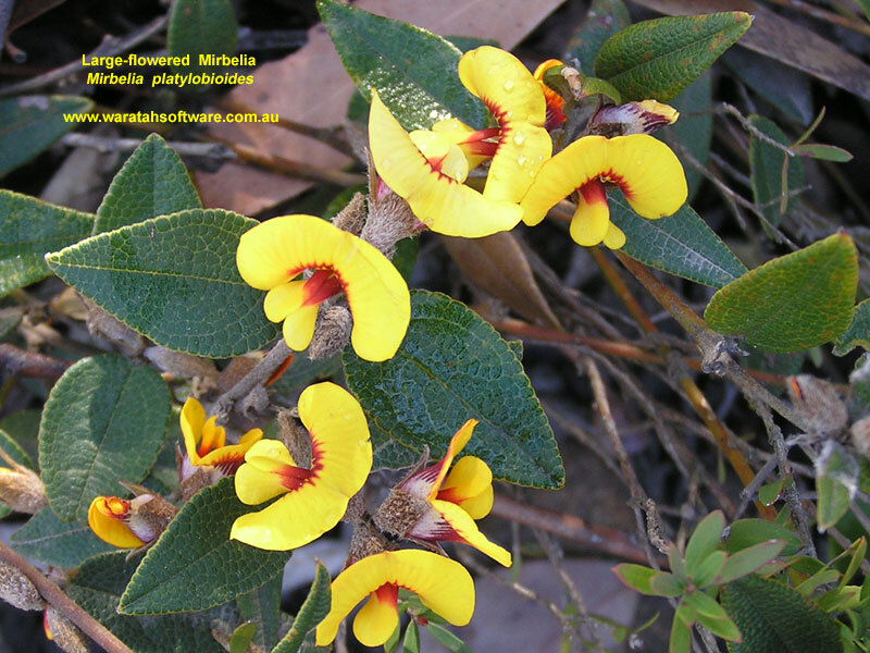 Yellow Mirbelia Flowers