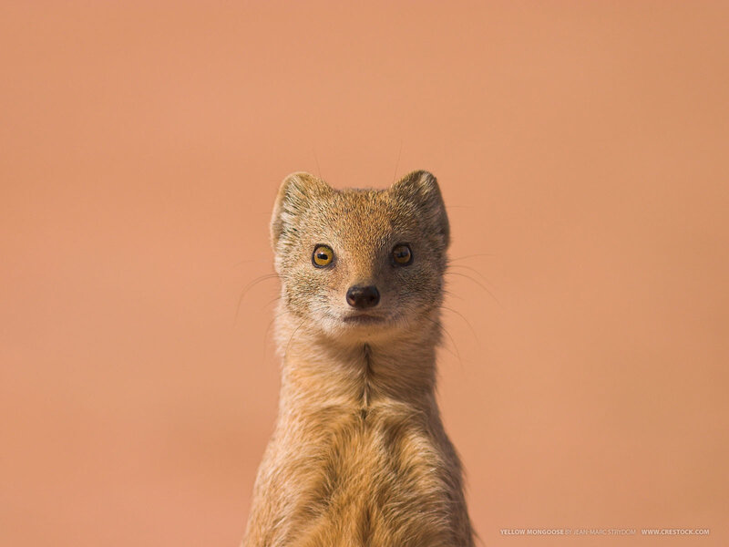 Yellow Mongoose — Brown