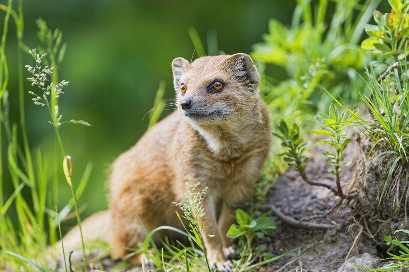 Yellow Mongoose in Grass