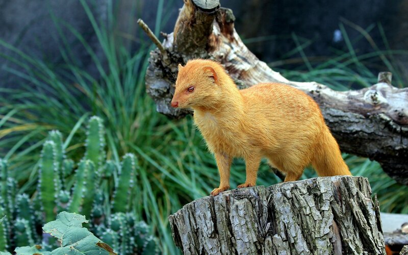 yellow mongoose on a log