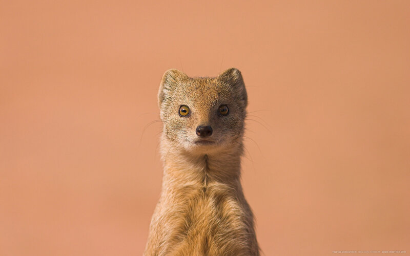 Yellow mongoose portrait