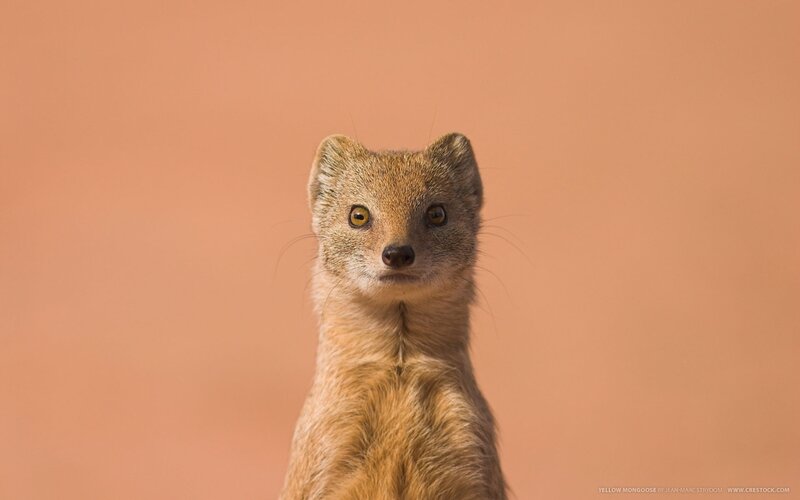 Yellow mongoose portrait