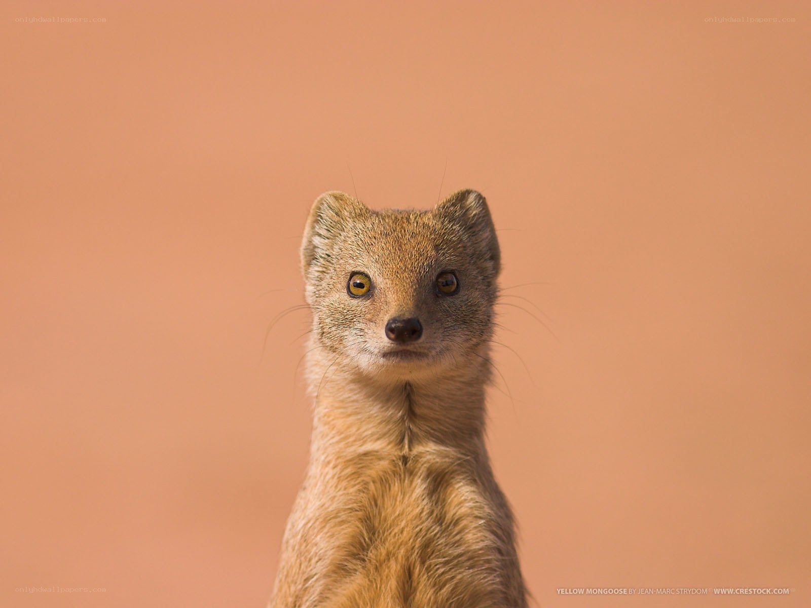 Yellow mongoose portrait