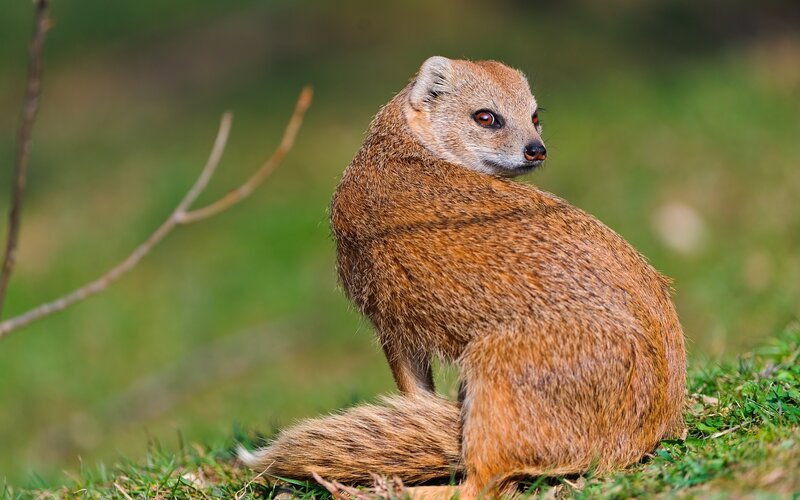 Yellow Mongoose Sitting