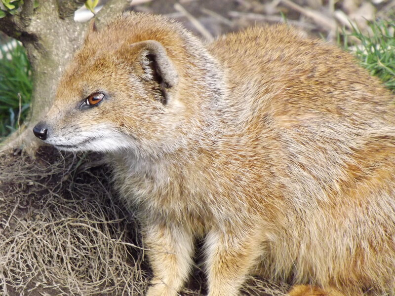 Yellow Mongoose