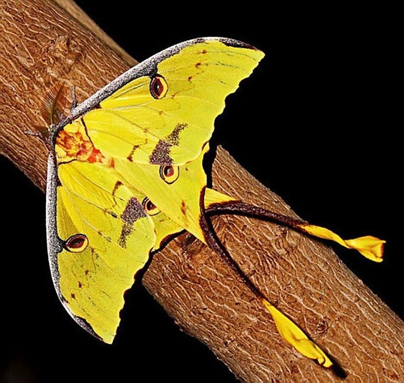 Yellow Moon Moth — Dramatic