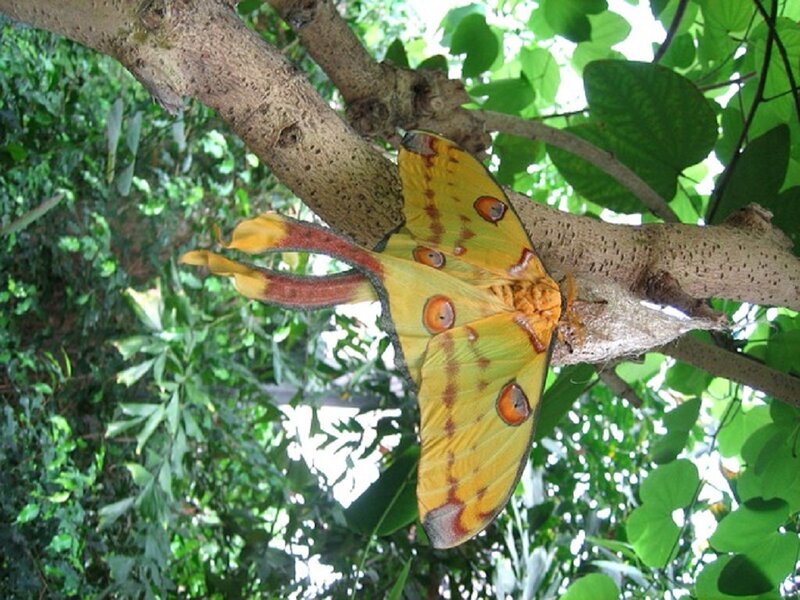 Yellow Moon Moth — Natural