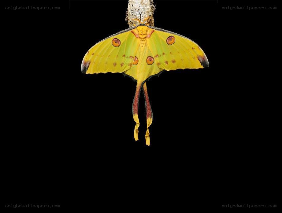 yellow moon moth