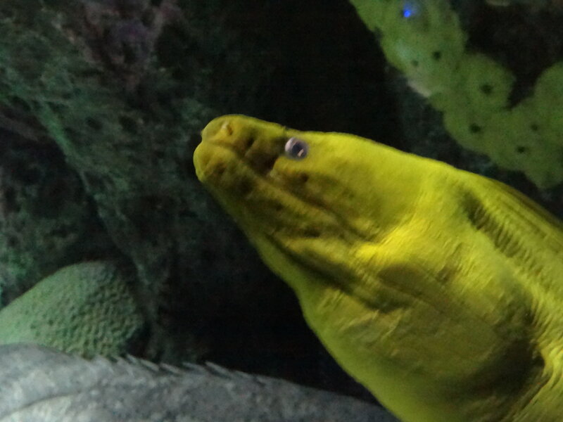 Yellow Moray Eel — Dark