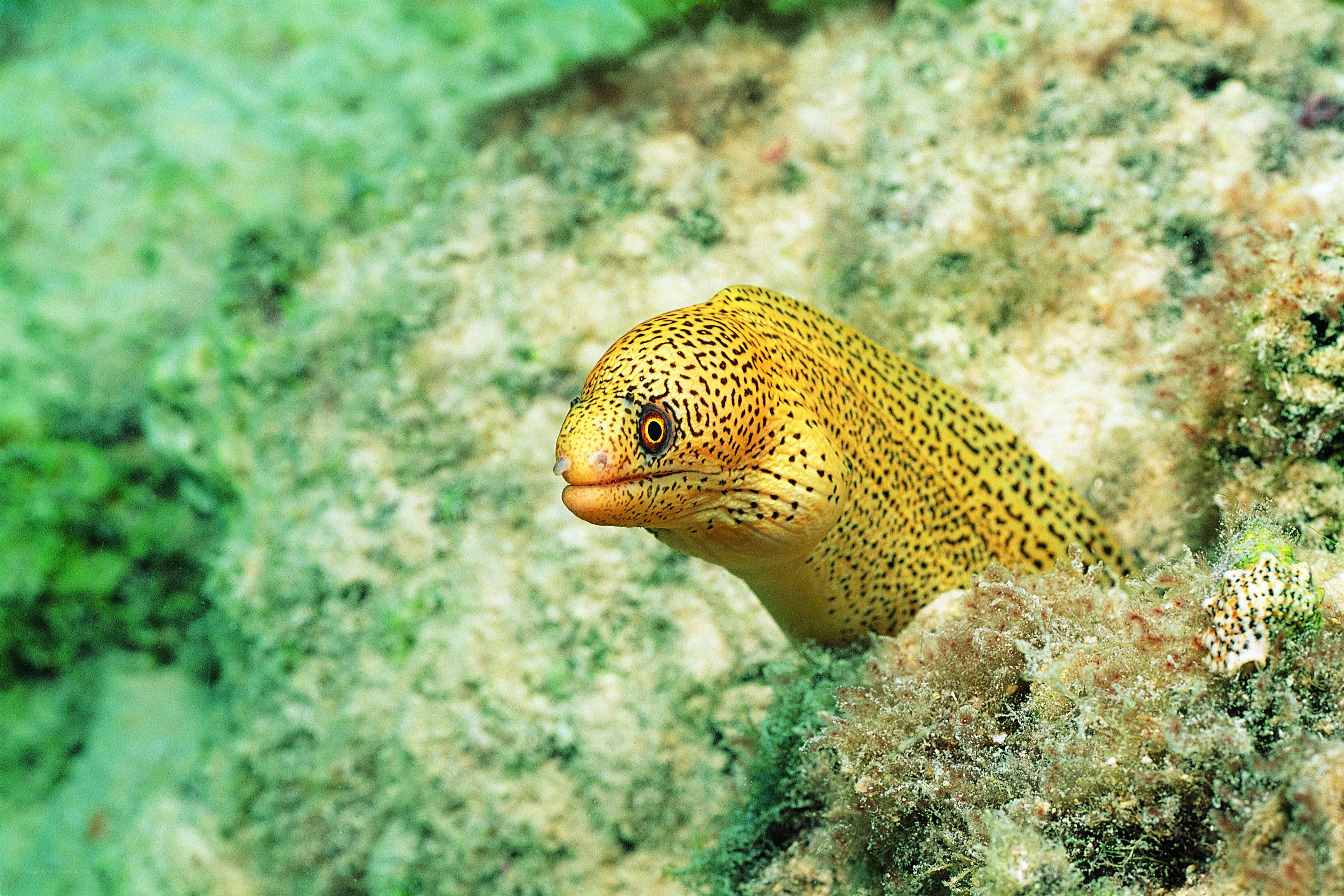 Yellow moray eel in coral reef