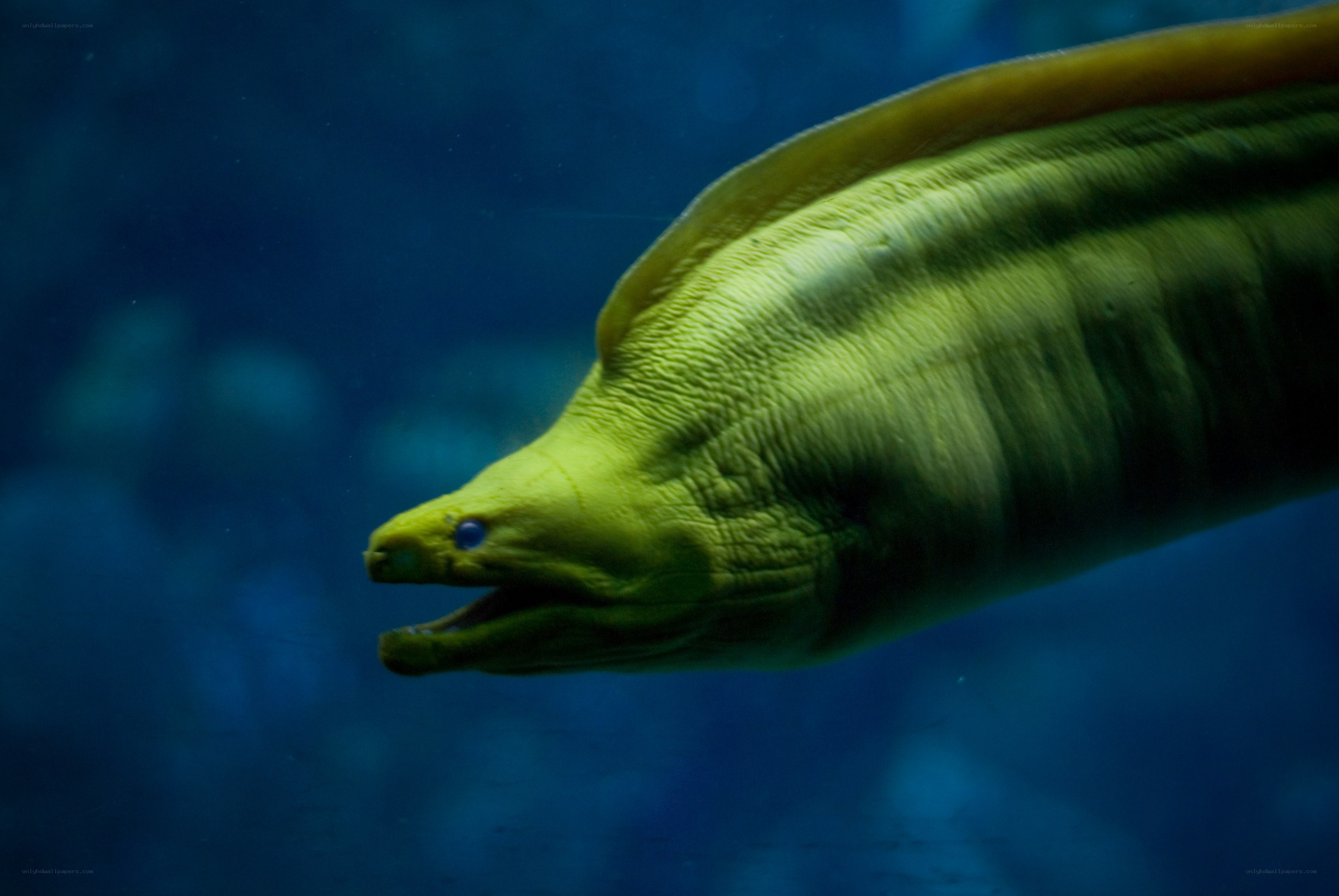 yellow moray eel swimming