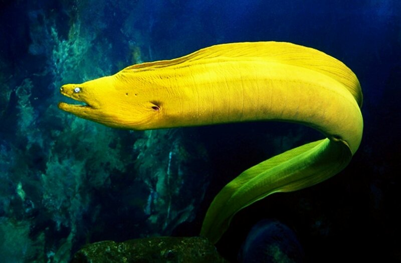 Yellow Moray Eel