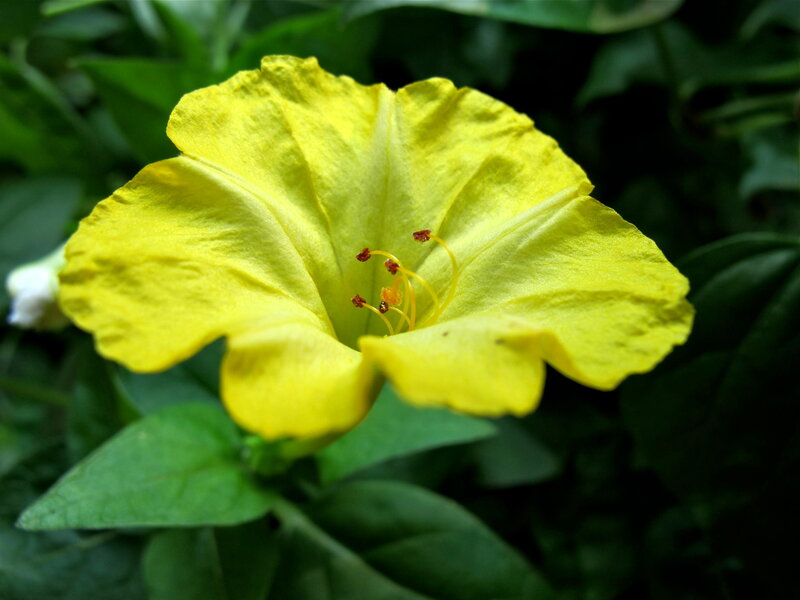 Yellow Morning Glory Flower