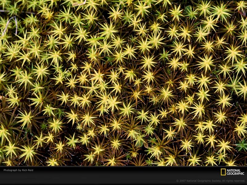 Yellow Moss Clusters