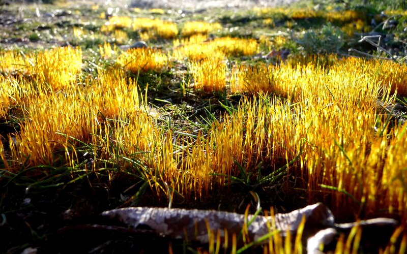 Yellow Moss on Ground