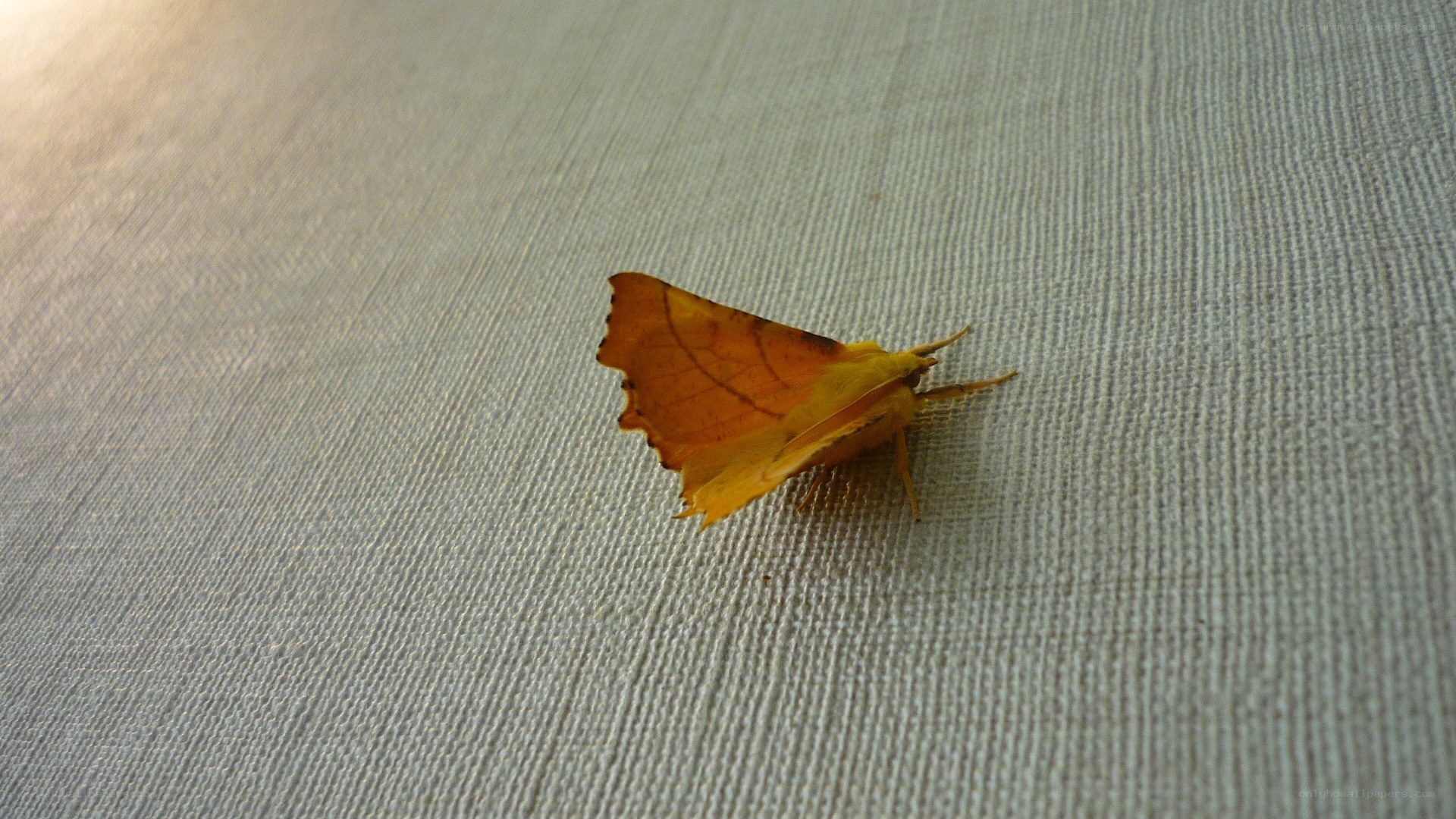 yellow moth on fabric