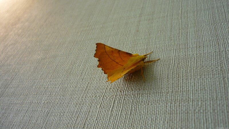 yellow moth on fabric