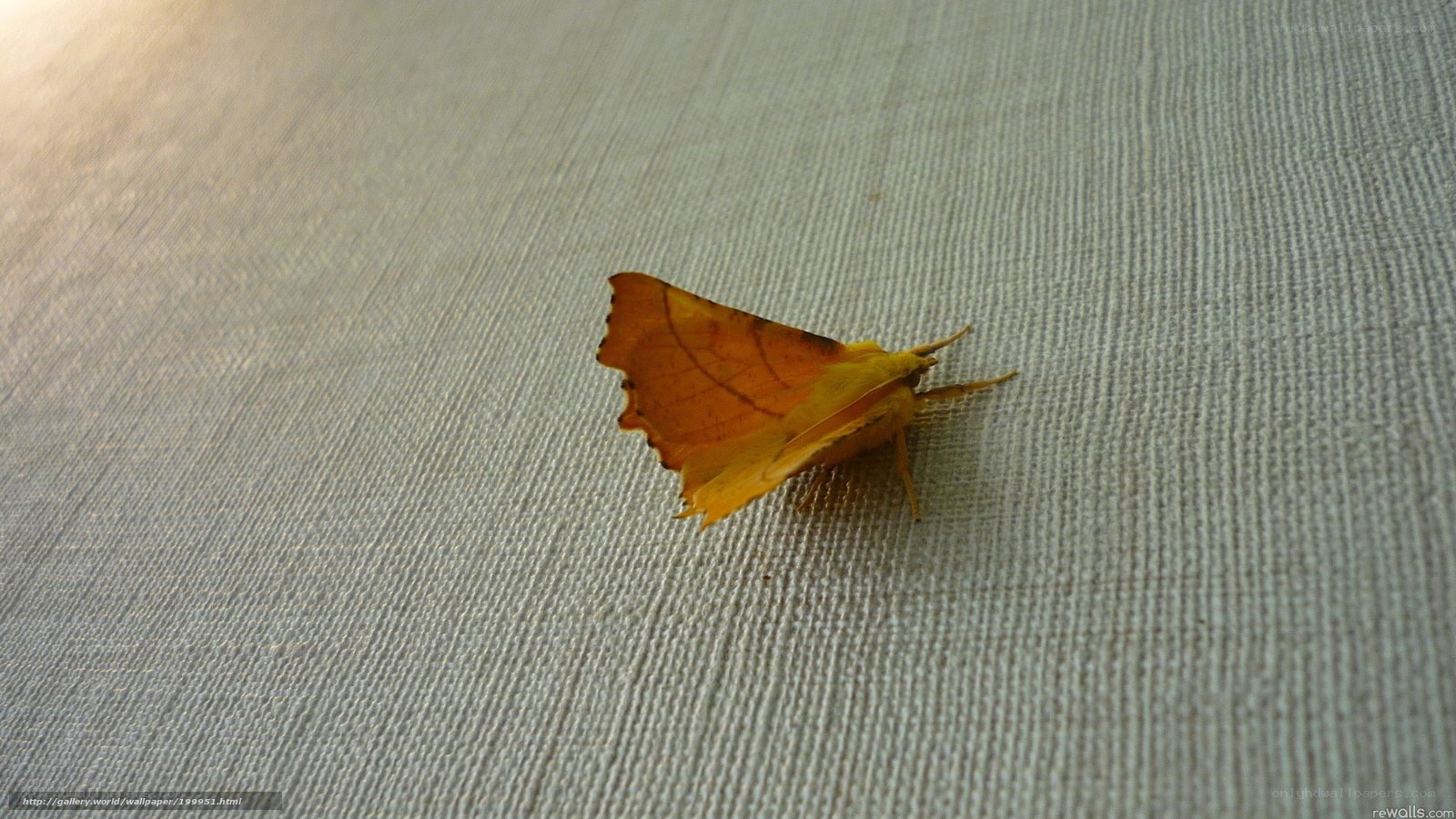 Yellow moth on fabric