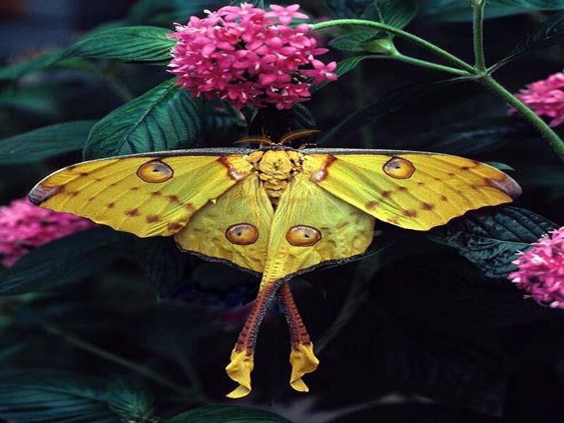 Yellow Moth on Flower