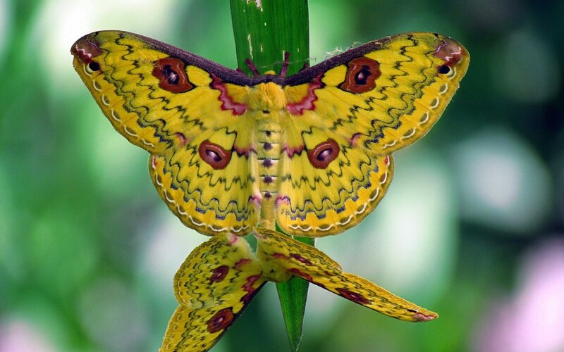 Yellow Moth on Leaf — Natural, Photograph