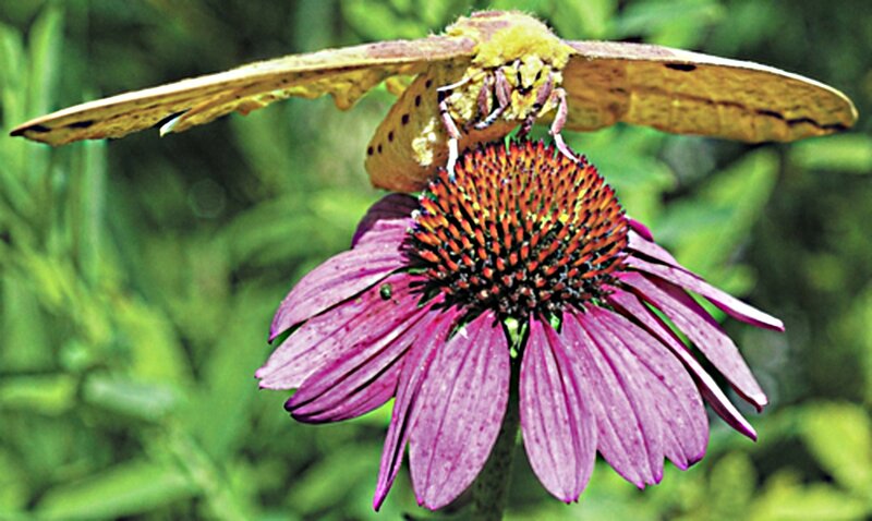Yellow Moth on Purple Flower — Natural